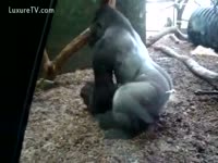 Pet Sex - Huge silverback gorilla fucking his cage fellow
